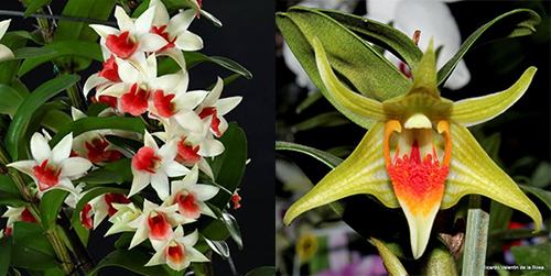 Dendrobium Dawn Maree 4N x Peng Seng