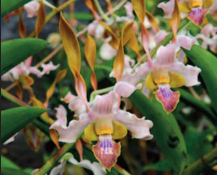 Dendrobium Luwin Park x stratiotes