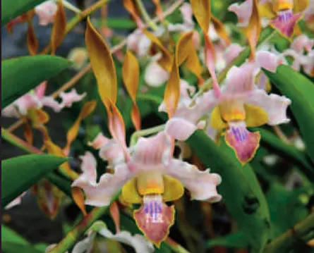 Dendrobium Luwin Park x stratiotes