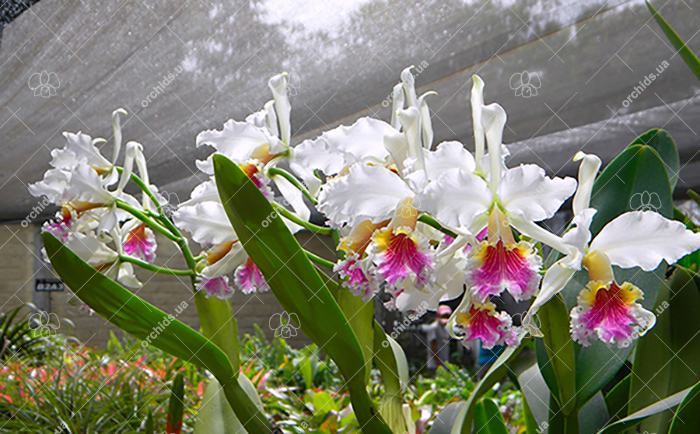 Cattleya rex (M1)
