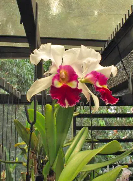Cattleya warscewiczii semi-alba oscura OKF0641