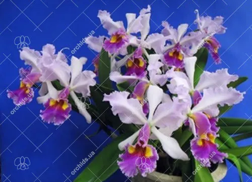Cattleya Hardyana coerulea 'Natural World' x self