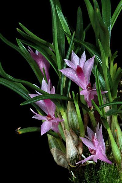 Dendrobium seranicum