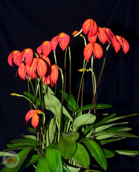Masdevallia ignea