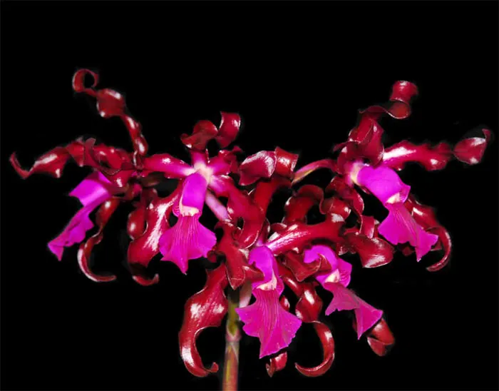 Cattleya The Future is Better (Cattleya schilleriana x Schomburgkia splendida)