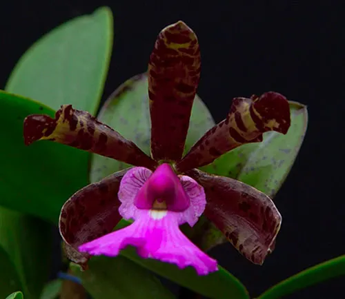 Cattleya aclandiae 'Black Rook' x 'Black Tetra' 4N