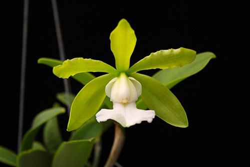 Cattleya aclandiae alba 'Pure Joy' x self