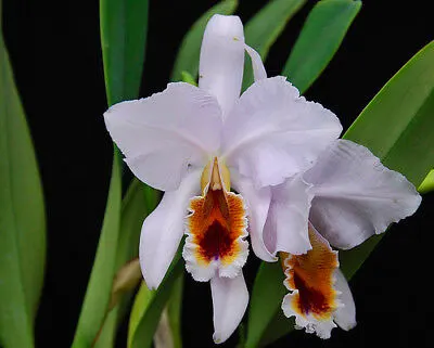 Cattleya percivaliana coerulea 'Happy Birthday' x self