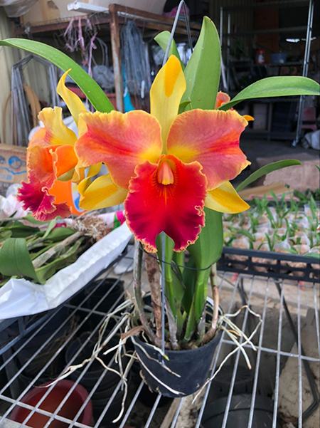 Rhyncholaeliocattleya Amazing Thailand 'Magican'