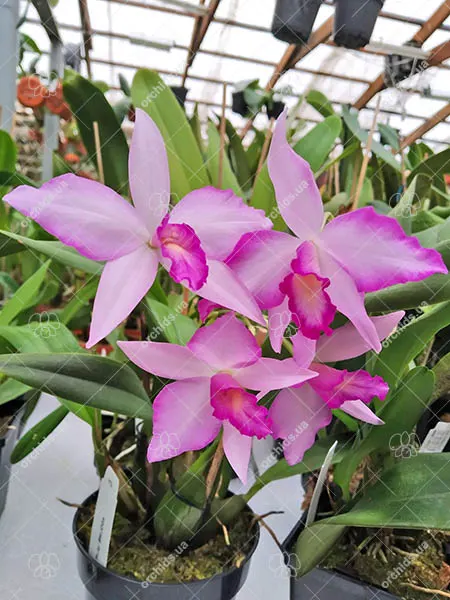 Laeliocattleya Rubescent Atreus 'Pinky'