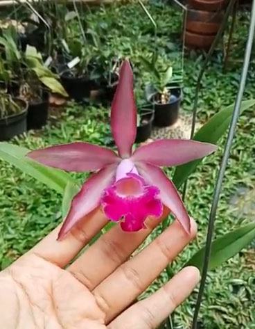 Myrmecophila tibicinis x Brassavola nodosa