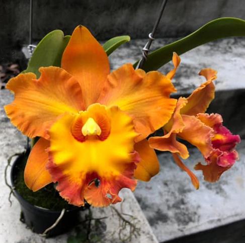 Rhyncholaeliocattleya Taiwan Good Life 'Blessing Gold'