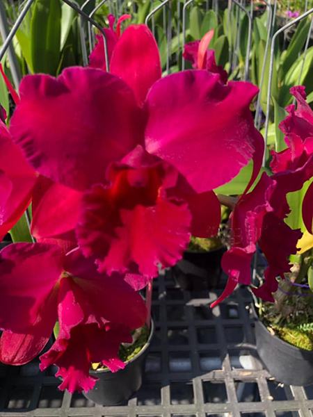 Rhyncholaeliocattleya Hsinying Scarlet 'C H'