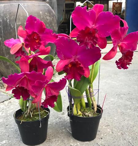 Rhyncholaeliocattleya Hsinying Scarlet 'C H'