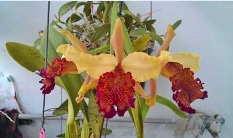 Cattleya dowiana 'Luma#1'