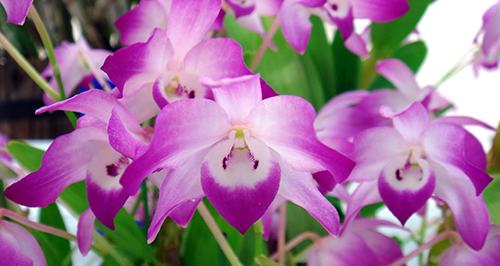 Dendrobium linawianum