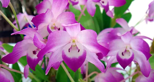 Dendrobium linawianum