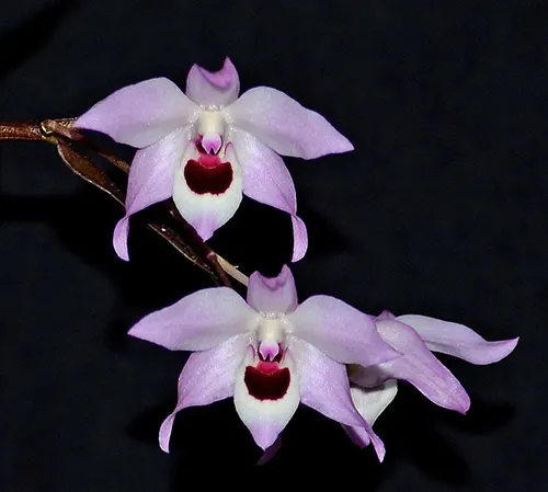 Dendrobium shixingense