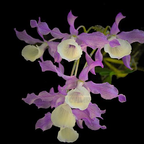 Dendrobium tortile