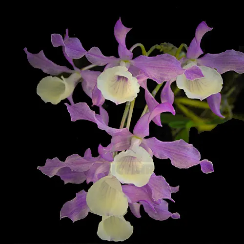 Dendrobium tortile