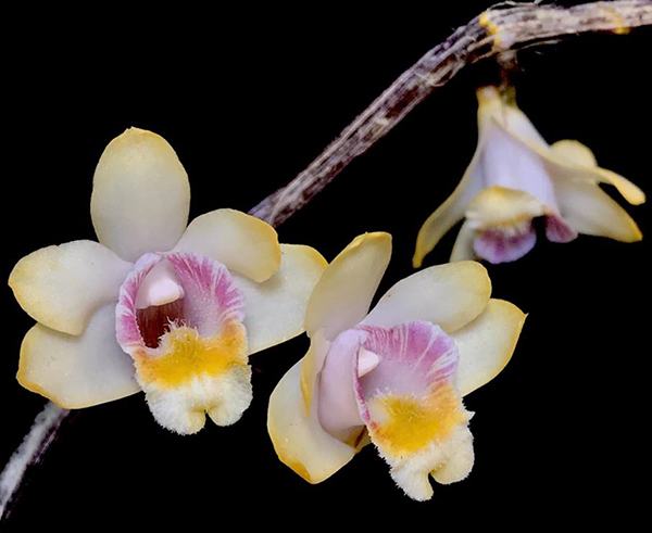 Dendrobium chittimae