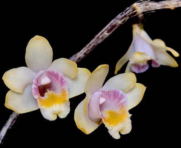 Dendrobium chittimae
