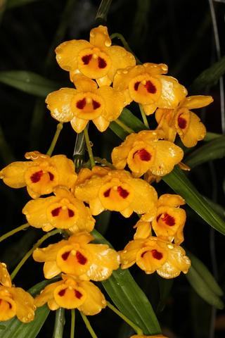 Dendrobium chrysanthum