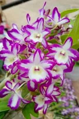 Dendrobium Hamana Lake 'Prism'