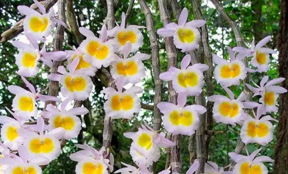 Dendrobium polyanthum yellow