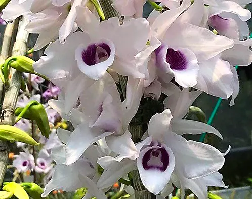 Dendrobium anosmum semi-alba
