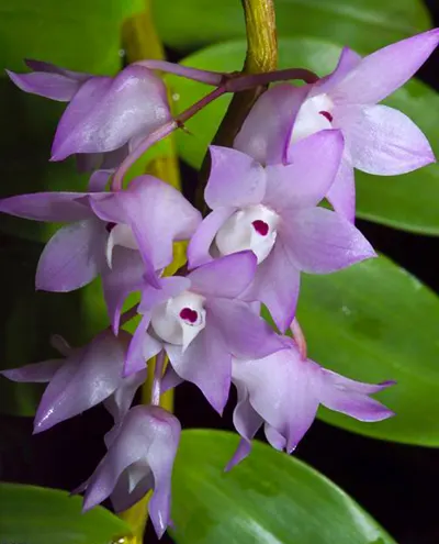Dendrobium aduncum