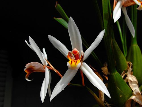 Coelogyne viscosa