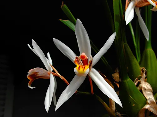 Coelogyne viscosa
