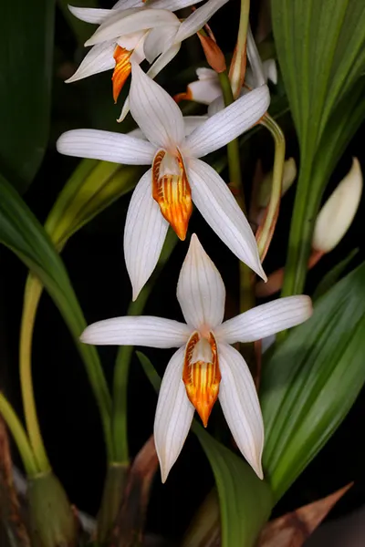 Coelogyne pachystachya