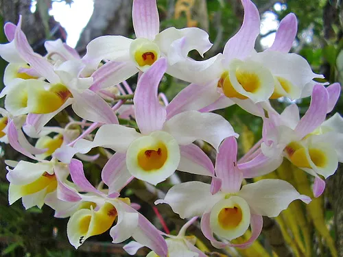 Dendrobium signatum