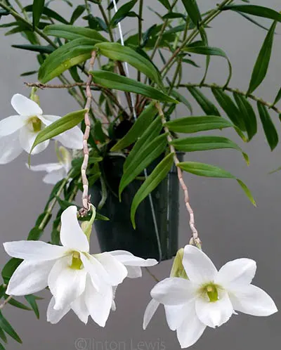 Dendrobium auriculatum