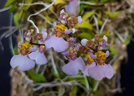 Tolumnia hawkesiana