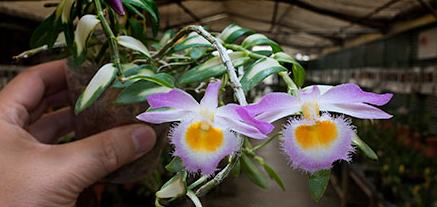 Dendrobium loddigesii variegated