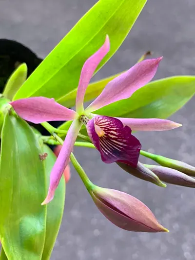 Cattleya bowringiana coerulea x Encyclia cochleata