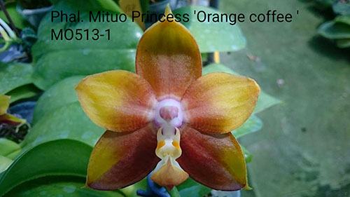 Phalaenopsis Mituo Princess 'Orange Coffee'