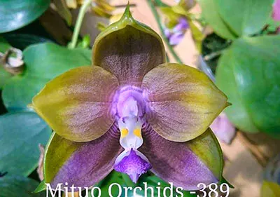 Phalaenopsis Mituo Princess 'Blue ring'