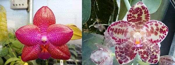 Phalaenopsis LD Sun Dragon '98' x gigantea 'M-2'