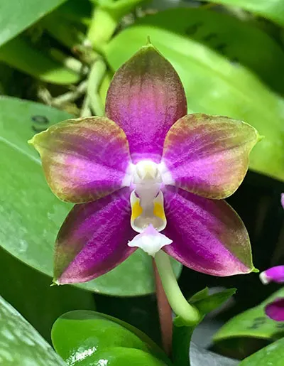 Phalaenopsis Mituo Reflex Dragon 'Y-purple'