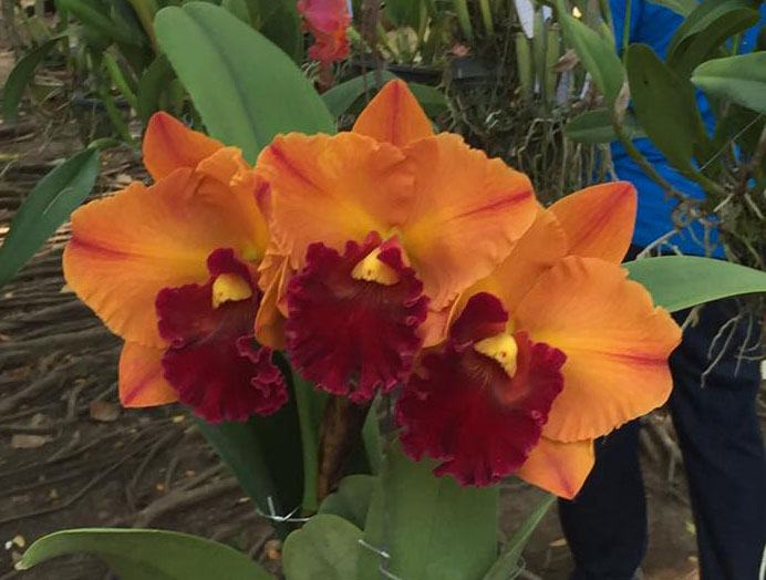Rhyncholaeliocattleya Yingluck Smile 'Heart of Gold'