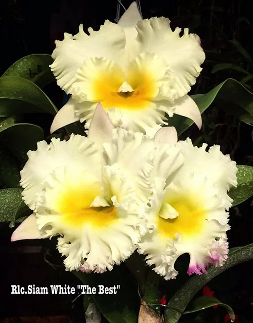 Rhyncholaeliocattleya Siam White 'The Best'
