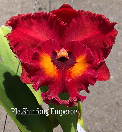 Rhyncholaeliocattleya Shinfong Imperor