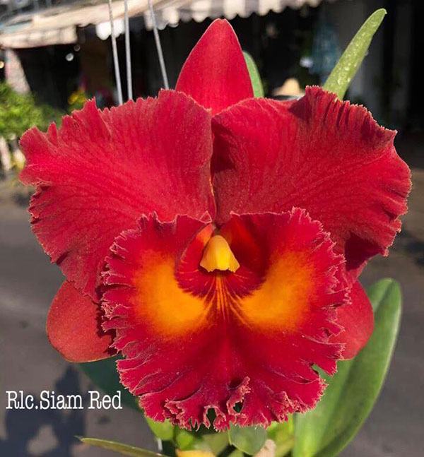Rhyncholaeliocattleya Siam Red