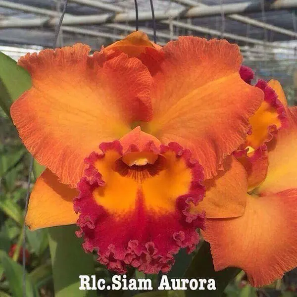 Rhyncholaeliocattleya Siam Aurora