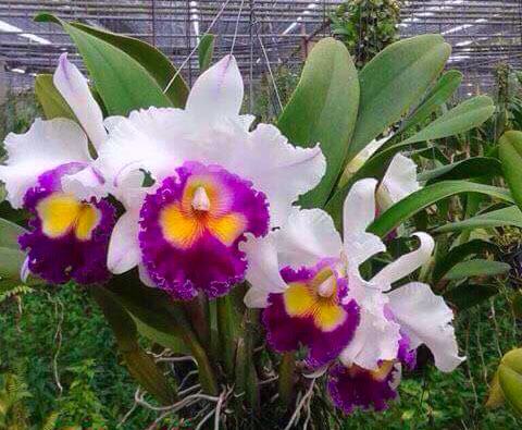 Rhyncholaeliocattleya Kawnprapa