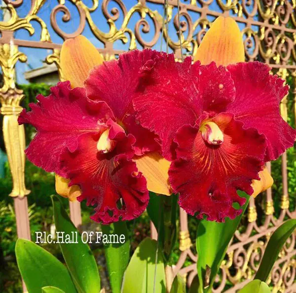Rhyncholaeliocattleya Hall of Flame